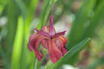 Copper iris